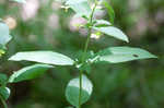 Fringed loosestrife